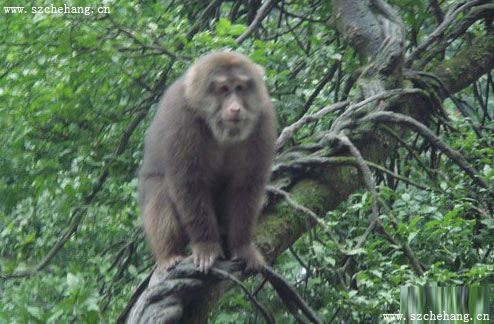 峨眉山自然生态猴子