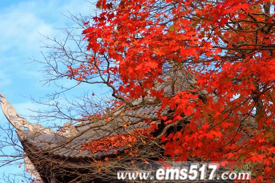 金秋十月，西博会召开之际，峨眉山红叶红了。