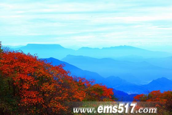 金秋十月，西博会召开之际，峨眉山红叶红了。