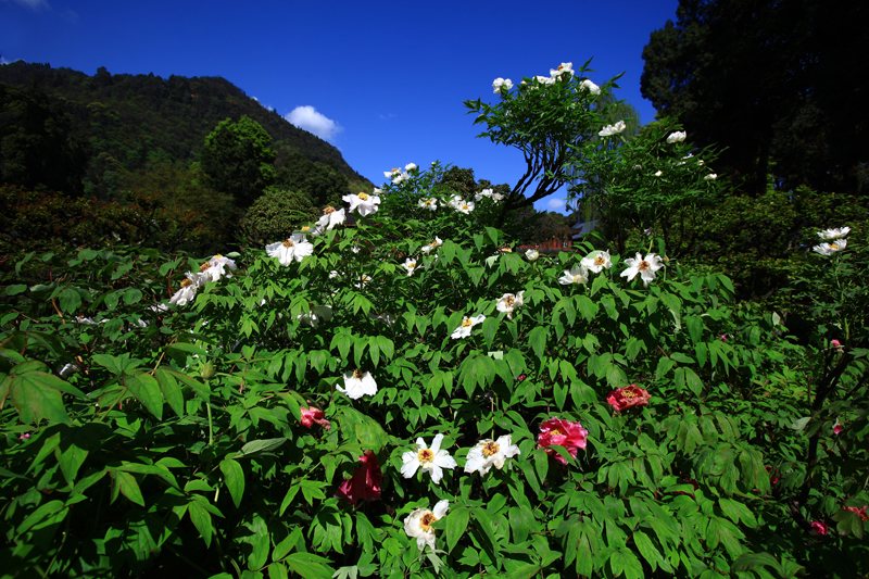 千年古刹牡丹花争艳峨眉山赏花进行时