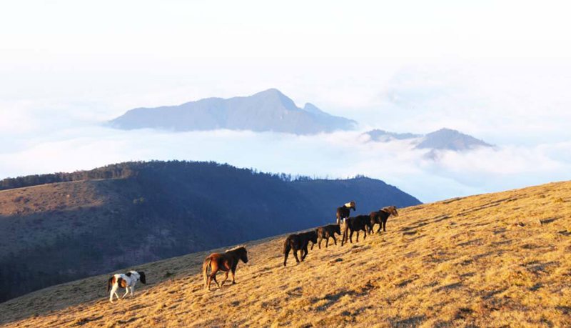 马边大风顶自然保护区 峨眉山旅游网