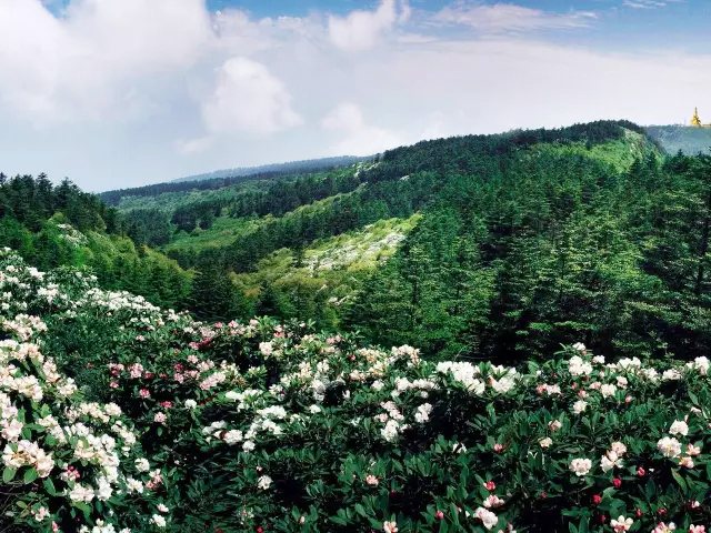 峨眉山主要名贵观赏植物- 峨眉山旅游网