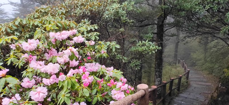 峨眉山天庭金顶有条杜鹃花天路